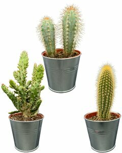 Cactussen en vetplanten