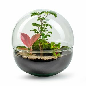 Biodomes en terrariums