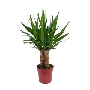 Yucca "Tres Cañas" 30 Stam P19 - Ø19Cm - ↕70Cm