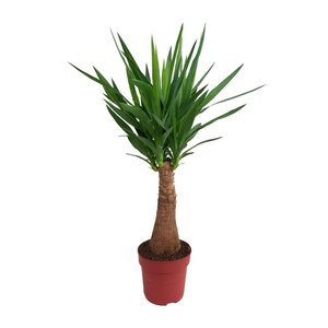 Yucca "Maya Tree" 40Stam P21 - Ø21Cm - ↕100Cm