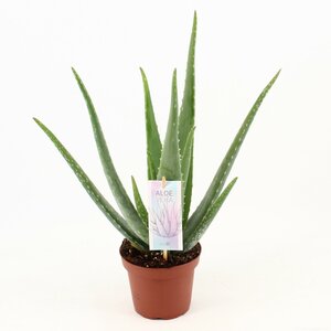 Aloe Vera P14 - Ø14Cm - ↕45Cm