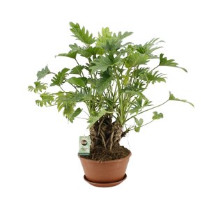 Philodendron Xanadu Op Stam - Ø22Cm - ↕50Cm