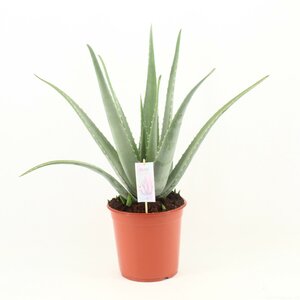 Aloe Vera P24 - Ø24Cm - ↕70Cm