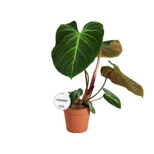 Philodendron El Choco Red - Ø15Cm - ↕50Cm