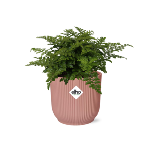 Asplenium Parvati In Elho Vibes Fold 14Cm Roze