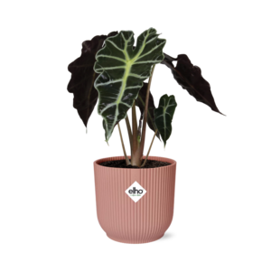 Alocasia ‘Polly’ In Elho Vibes Fold 14Cm Roze