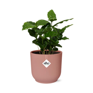 Coffea Arabica In Elho Vibes Fold 14Cm Roze