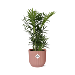 Chamaedorea Elegans In Elho Vibes Fold 14Cm Roze