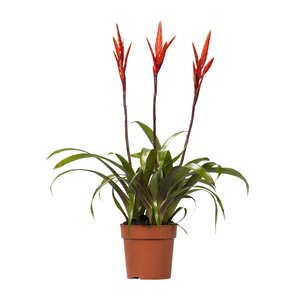 Vriesea Elan Toef - Ø12Cm - ↕55Cm