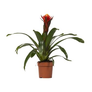 Guzmania Happiness - Ø12 ↕45