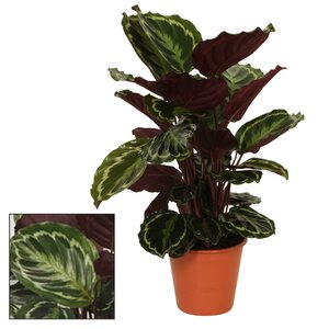 Calathea  Medaillon - Ø19 ↕75