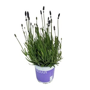 Lavendel Lavandula Hidcote Blue Blauw - Ø12Cm - ↕20Cm