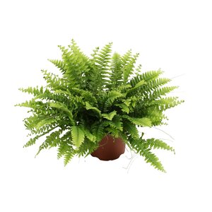 Nephrolepis Boston Green Moment - Ø12Cm - ↕20Cm