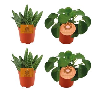 2X Aloe Paradisicum + 2X  Pilea Peperomoides - 4 Stuks - Ø10.5Cm - ↕10Cm