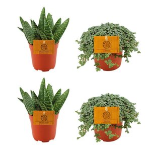 2X Aloe Paradisicum + 2X  Pilea Glauca - 4 Stuks - Ø10.5Cm - ↕10Cm