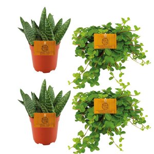 2X Aloe Paradisicum + 2X  Peperomia Rotundifolia - 4 Stuks - Ø10.5Cm - ↕10Cm