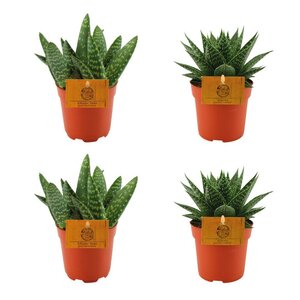 2X Aloe Paradisicum + 2X  Gasteria Hybride Aurora - 4 Stuks - Ø10.5Cm - ↕10Cm