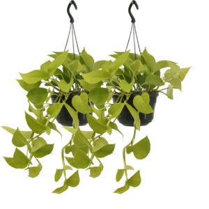 2X Epipremnum Golden Pothos  - Scindapsus - 25Cm - Ø15 2x Epipremnum Golden Pothos  - Scindapsus - 25cm - ø15