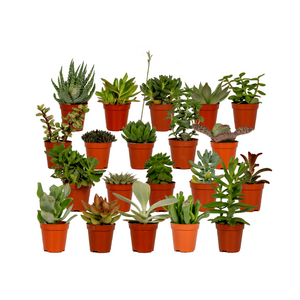 Succulenten Mix - 20 Stuks - 7 Cm - Ø5,5 Succulenten Mix - 20 stuks - 7 cm - ø5,5