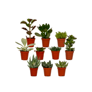 Succulenten Mix - 10 Stuks - 7Cm - Ø5,5