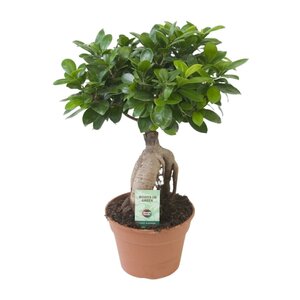 Ficus Ginseng - Ø17Cm - ↕40Cm