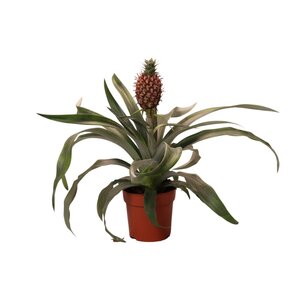 Ananas  Rosita - Ø12Cm - ↕35Cm