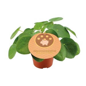 Pilea Peperomioides - Ø12Cm - ↕20Cm