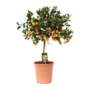 Citrus Calamondin - Ø22Cm - ↕80Cm