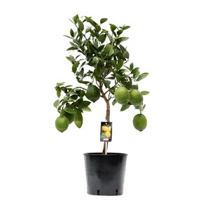 Citrus Lemon - Ø22Cm - ↕80Cm