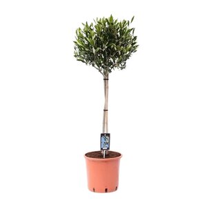 Olea Olijf - Ø22Cm - ↕100Cm