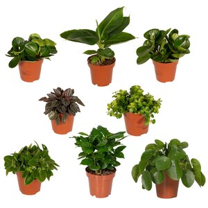 Verrassingsbox 8 planten