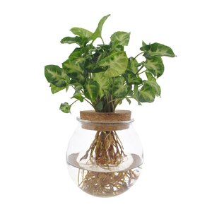 Syngonium Pixie Ø12Cm - ↕30Cm