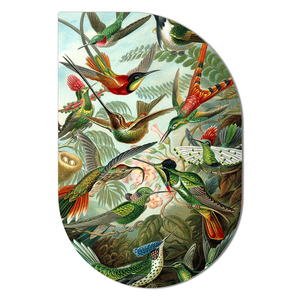 Scandiart Hummingbirds Van Ernst Haeckel 60 x 90 cm Forex Drip