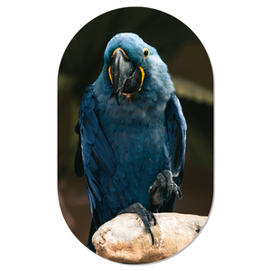 Muurovaal Blue Birdy L - 140 x 85 cm