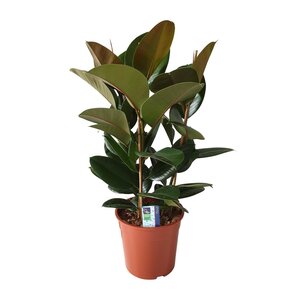 Ficus Elastica Robusta - Ø27Cm - ↕80Cm