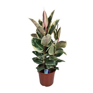 Ficus Elastica Tineke - Ø27Cm - ↕85Cm