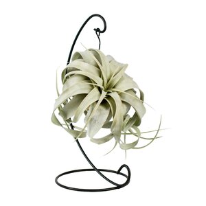 Tillandsia King Xero - Ø12Cm - ↕23Cm