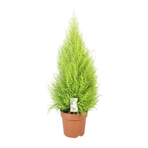 Cupressus Goldcrest Wilma - Ø21Cm - ↕90Cm