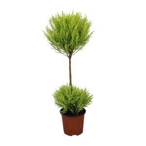 Cupressus Goldcrest Wilma - Ø14Cm - ↕60Cm