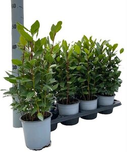 Laurus Nobilis - Ø14Cm - ↕35Cm