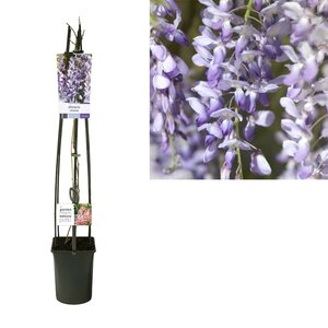 Wisteria Sinensis +Light Label - Ø23Cm - ↕115Cm