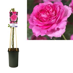 Rosa 'Pink Climber' +Light Label - Ø17Cm - ↕75Cm