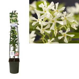 Trachelospermum Jasminoides +Light Label - Ø23Cm - ↕115Cm