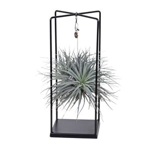 Tillandsia Ionantha Abdita Ø20Cm - ↕20Cm