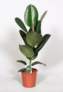 Ficus Elastica Robusta - Ø17Cm - ↕65Cm