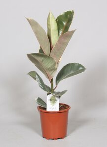 Ficus Elastica Tineke - Ø17Cm - ↕60Cm