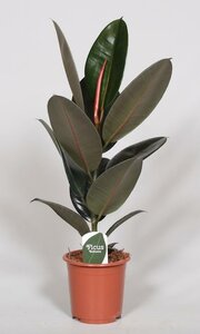 Ficus Elastica Abidjan - Ø17Cm - ↕60Cm