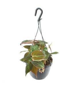 Philodendron Scandens 'Micans' Hangpot - Ø15Cm - ↕40Cm