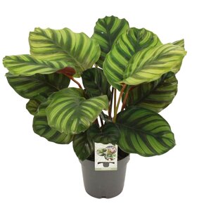 Calathea Fasciata - Ø14Cm - ↕50Cm