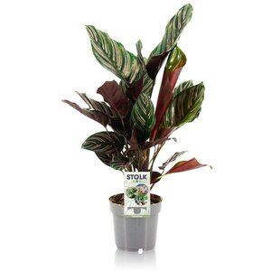 Calathea Ornata - Ø14Cm - ↕45Cm